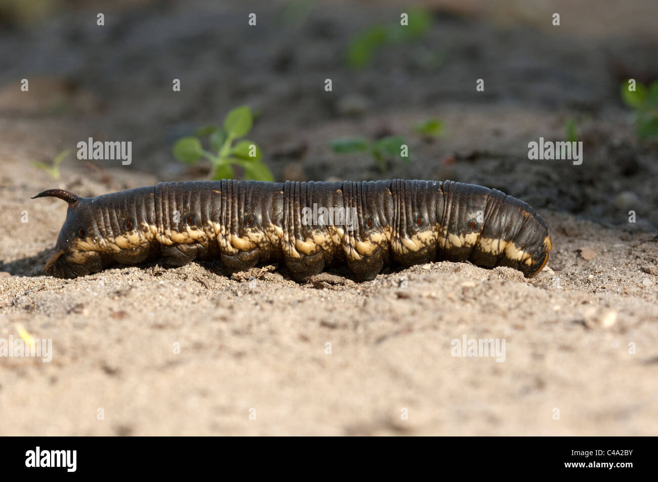 Convolvulus Hawkmoth (Agrius convolvuli). Caterpillar crawling over the ground, looking for a good place to pupate. Stock Photo