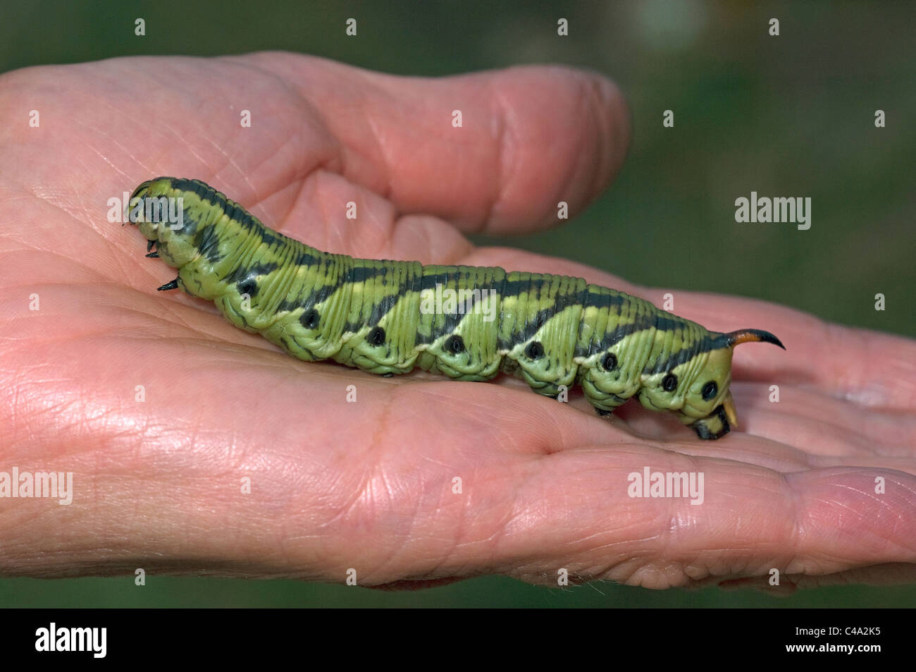 Convolvulus Hawkmoth (Agrius convolvuli). Caterpillar on a hand. Stock Photo