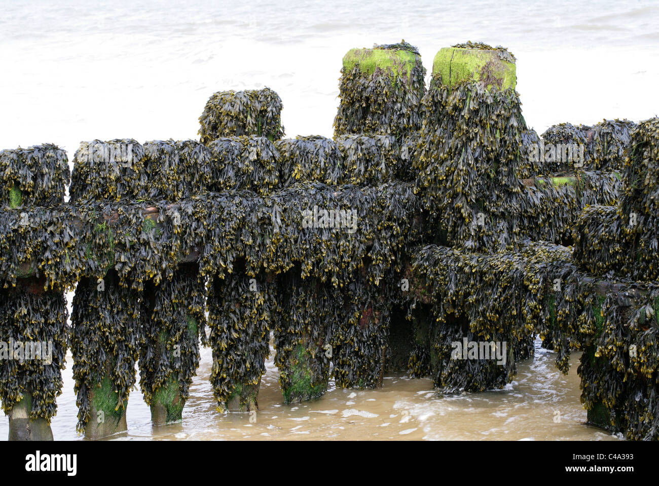 Bladder Wrack or Bladderwrack, Fucus vesiculosus, Fucaceae, Phaeophyceae, Heterokontophyta, Chromalveolata. A Type of Seaweed. Stock Photo