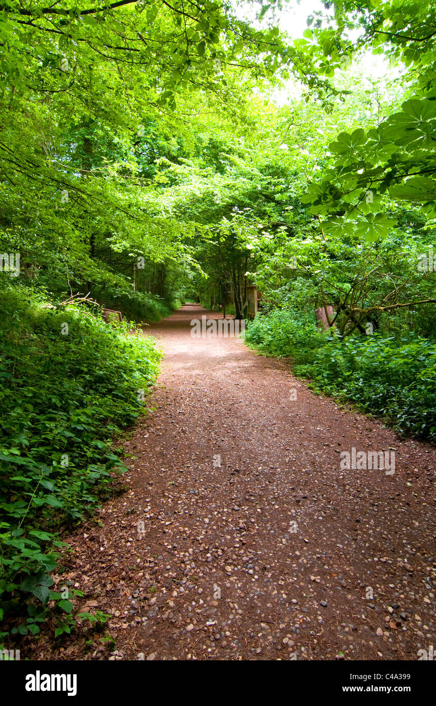 a footpath through an English Forest Stock Photo - Alamy