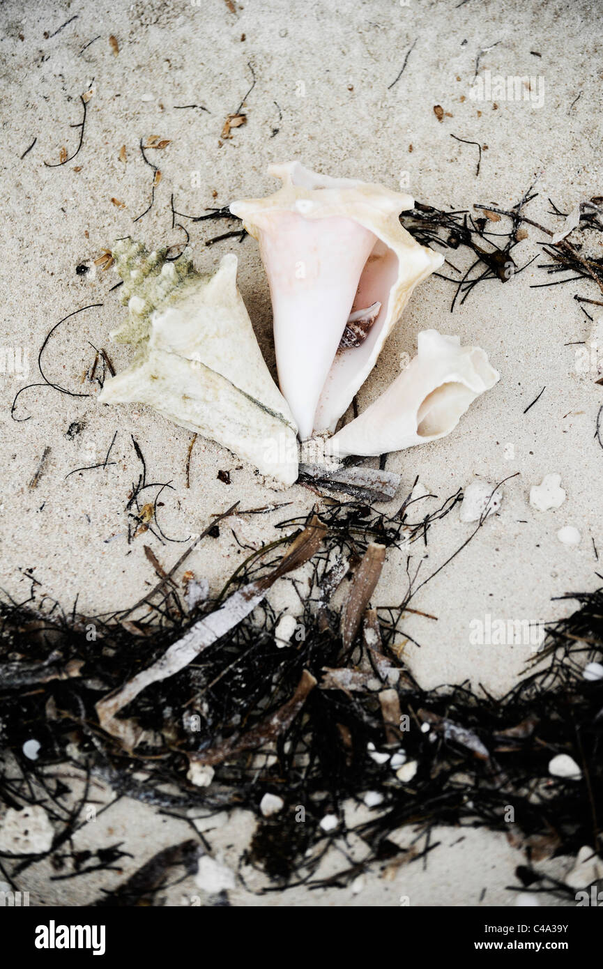 View of Conch shells washed up on the shore, Isla Iguana, one of the ...