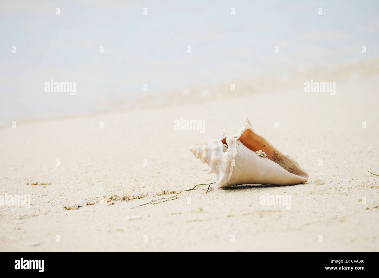 View of a Conch shell washed up on the shore, Isla Iguana, one of the ...
