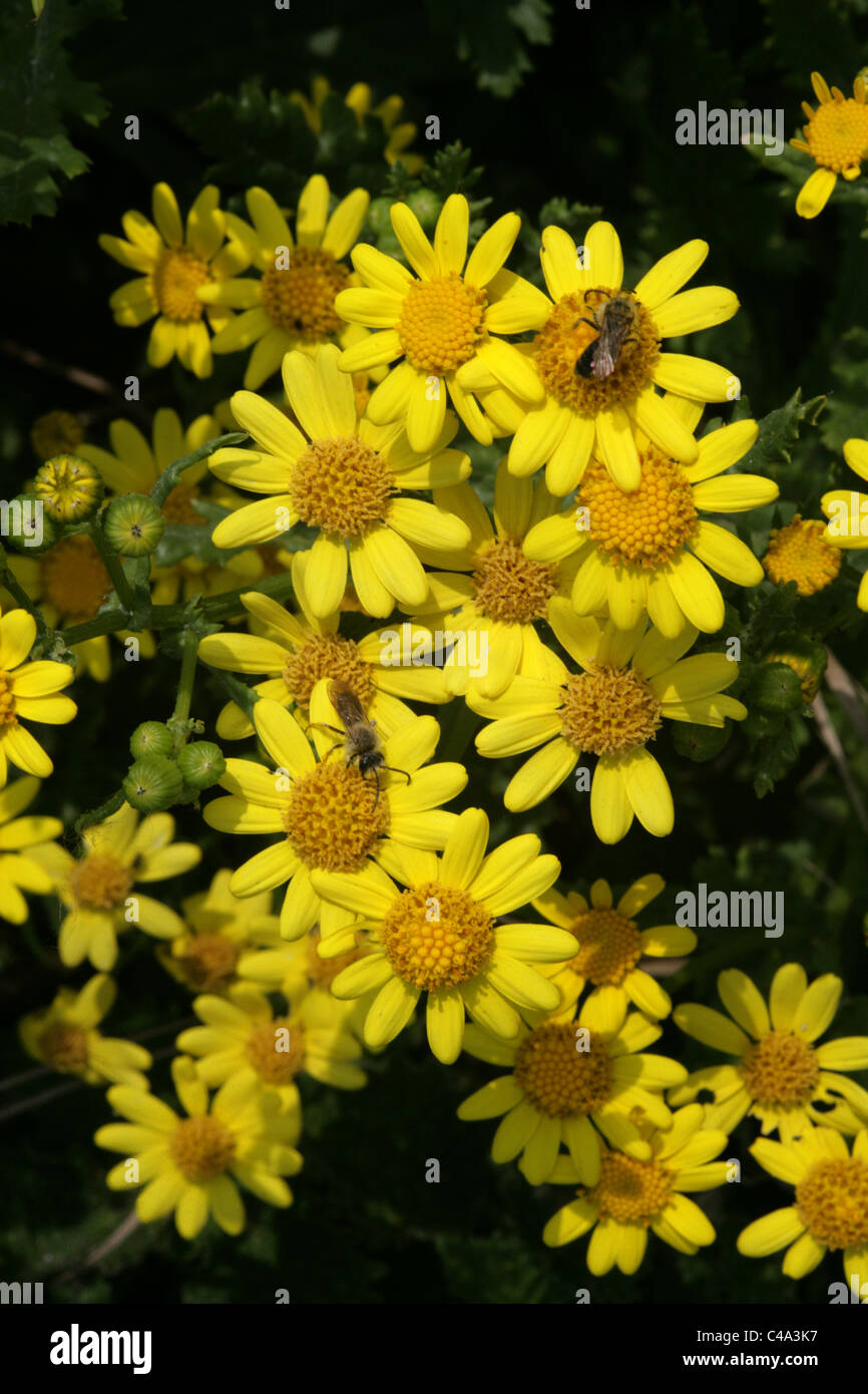 Oxford Ragwort, Senecio squalidus, Asteraceae. Growing on a Cliff-top, Norfolk Coast, April. Stock Photo