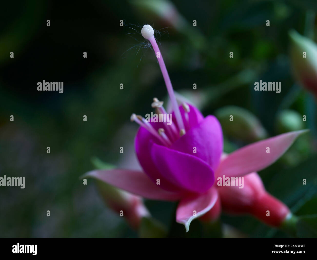 Fuchsia flower Stock Photo