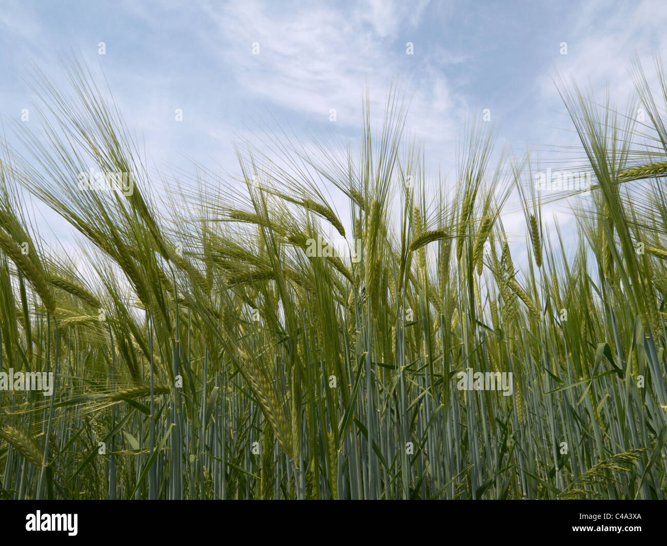 Filed of green wheat (Triticum sp.) Stock Photo