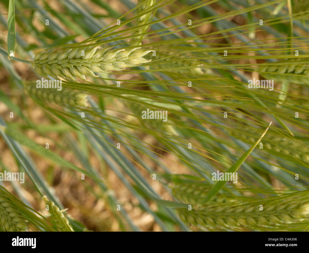 Green wheat Stock Photo