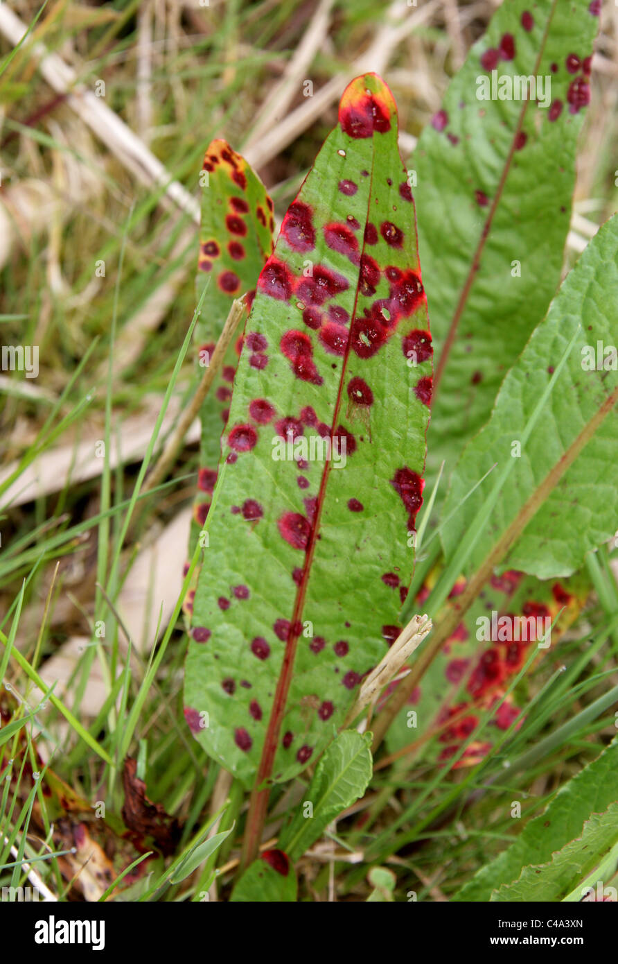 Red Fungal Galls on Dock Caused by Rust Fungus, Puccinia phragmitis, Pucciniaceae, Uredinales, Fungi. Stock Photo