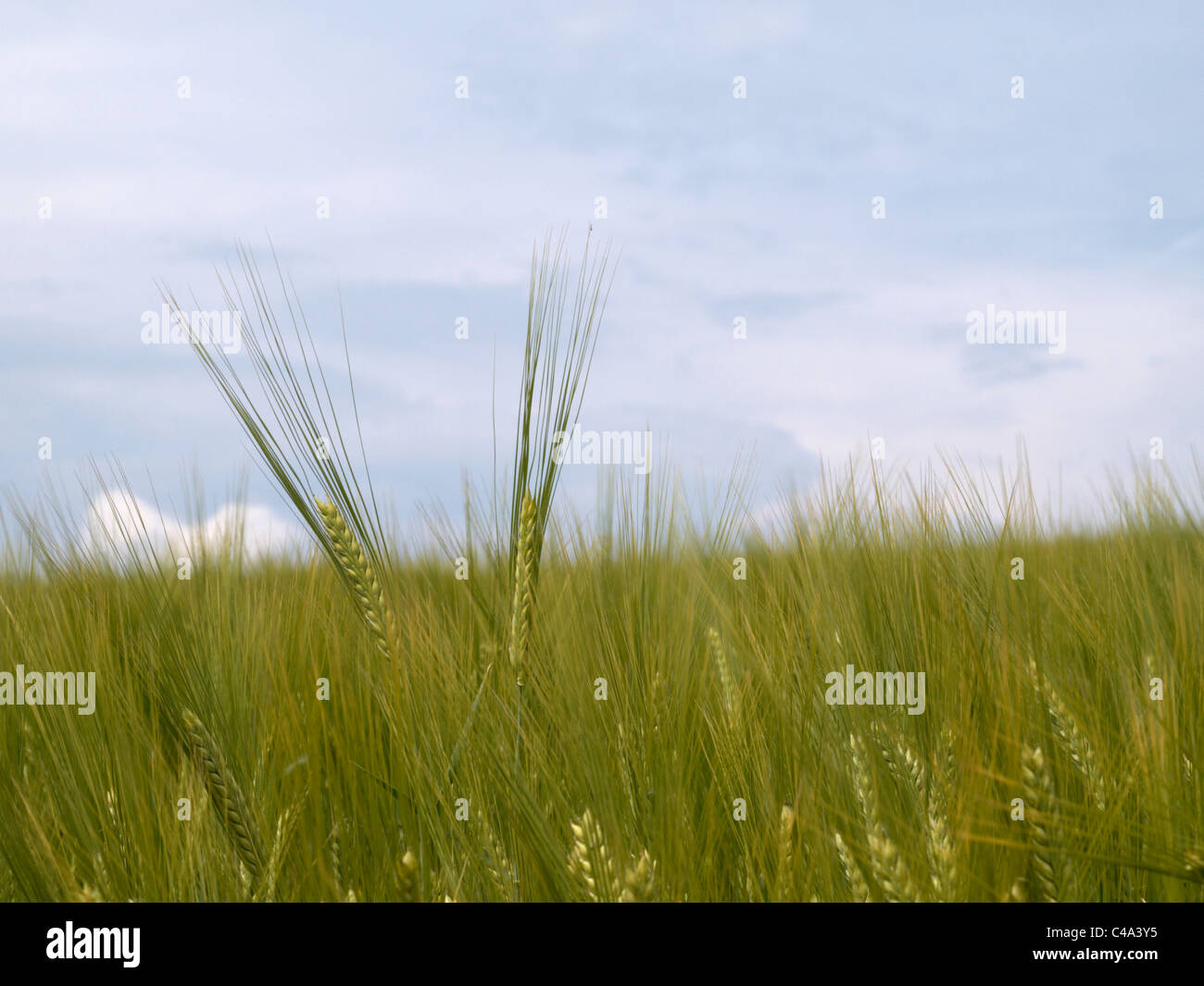 Filed of green wheat (Triticum sp.) Stock Photo
