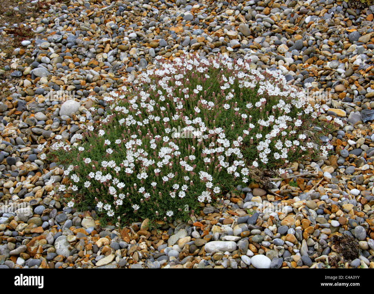 Sea Campion, Silene maritima, Caryophyllaceae. British Wild Flower, Norfolk, Britain, UK. Stock Photo