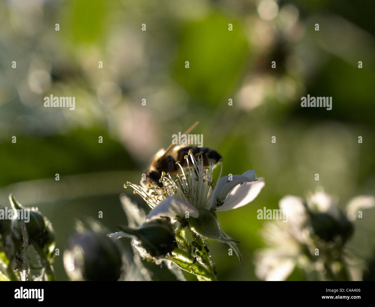 Macro image of a honey bee, collecting pollen on a raspberry flower, lit by a strong sunshine with swarm of other small bugs. Stock Photo