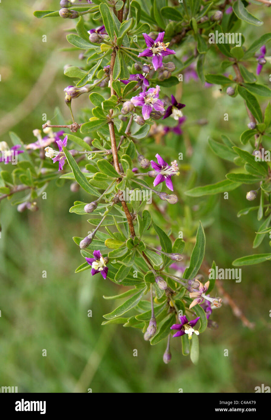 Duke of Argyll's Tea Tree, Chinese Wolfberry, Barbary Matrimony Vine, Red Medlar or Matrimony Vine, Lycium barbarum, Solanaceae. Titchwell, Norfolk. Stock Photo