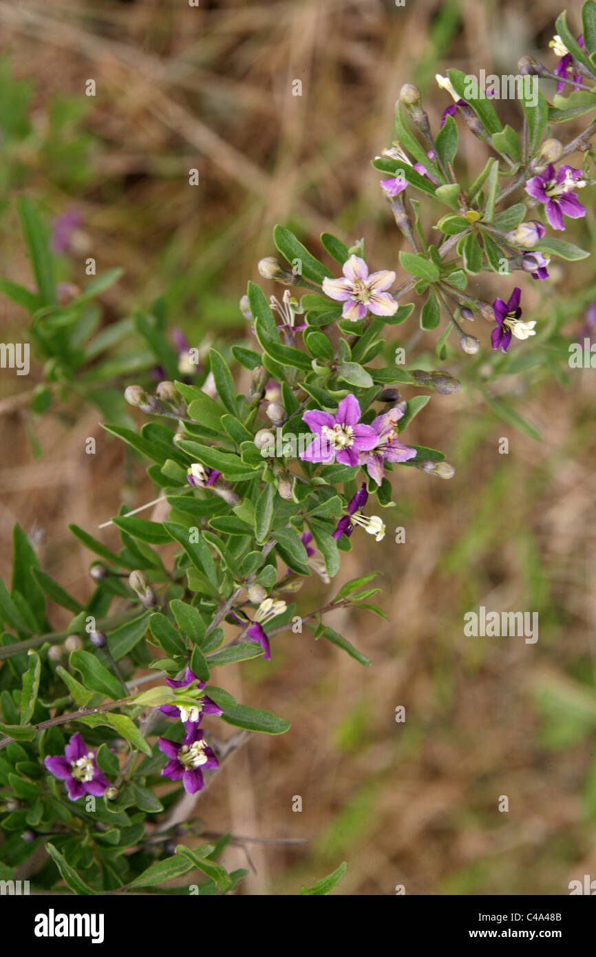 Shrub with Pink Purple Flowers Growing in Sand Dunes, Titchwell Marsh, Norfolk, UK Stock Photo