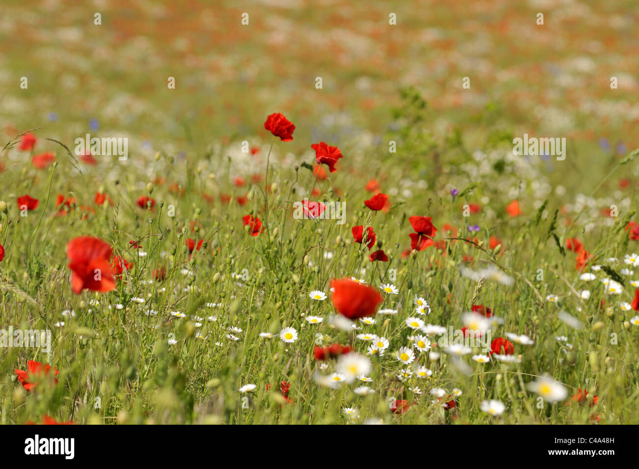 English wildflower meadow hi-res stock photography and images - Alamy