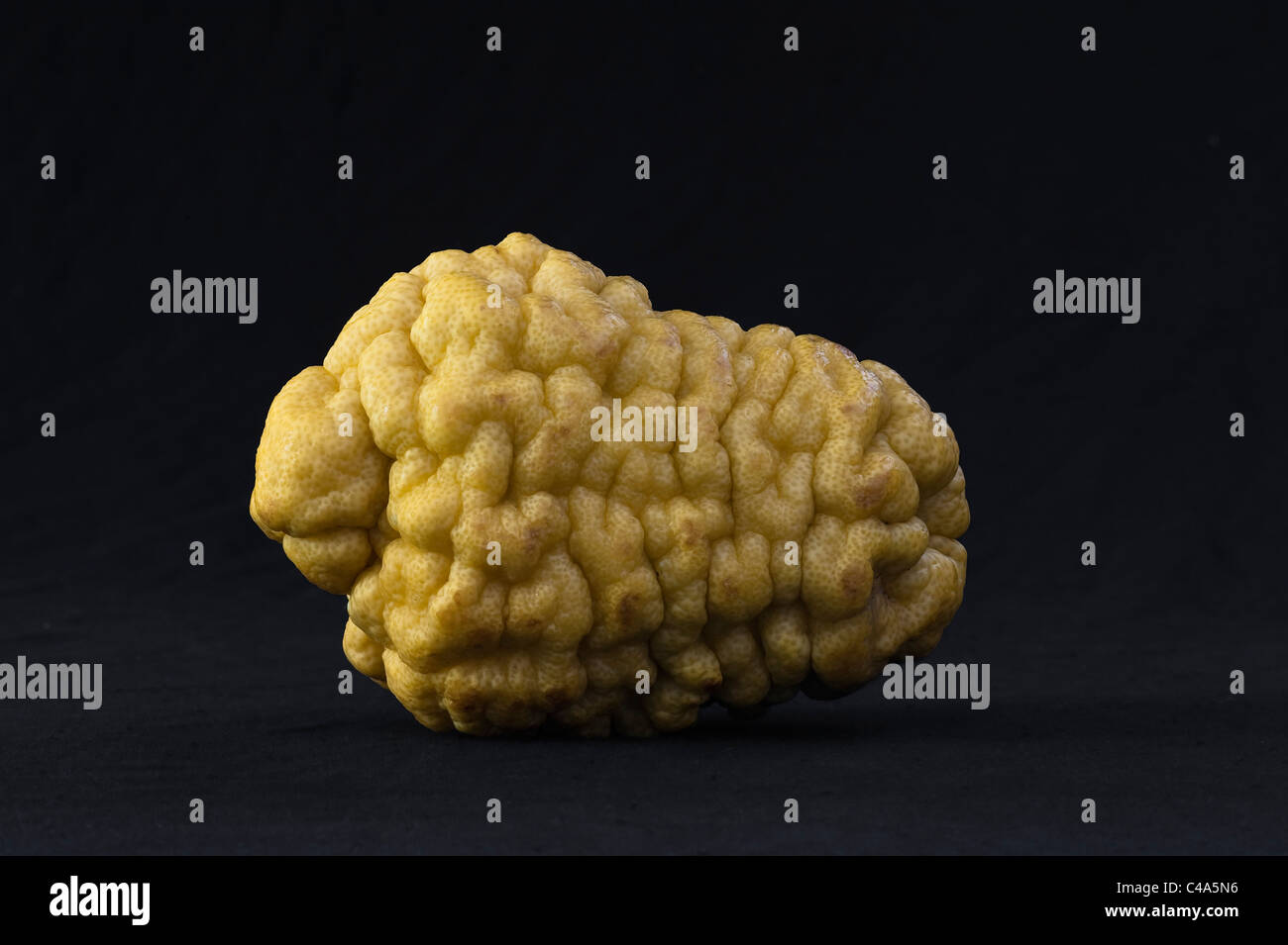 A 'Diamante' citron (citrus medica) from Calabria, Italy Stock Photo