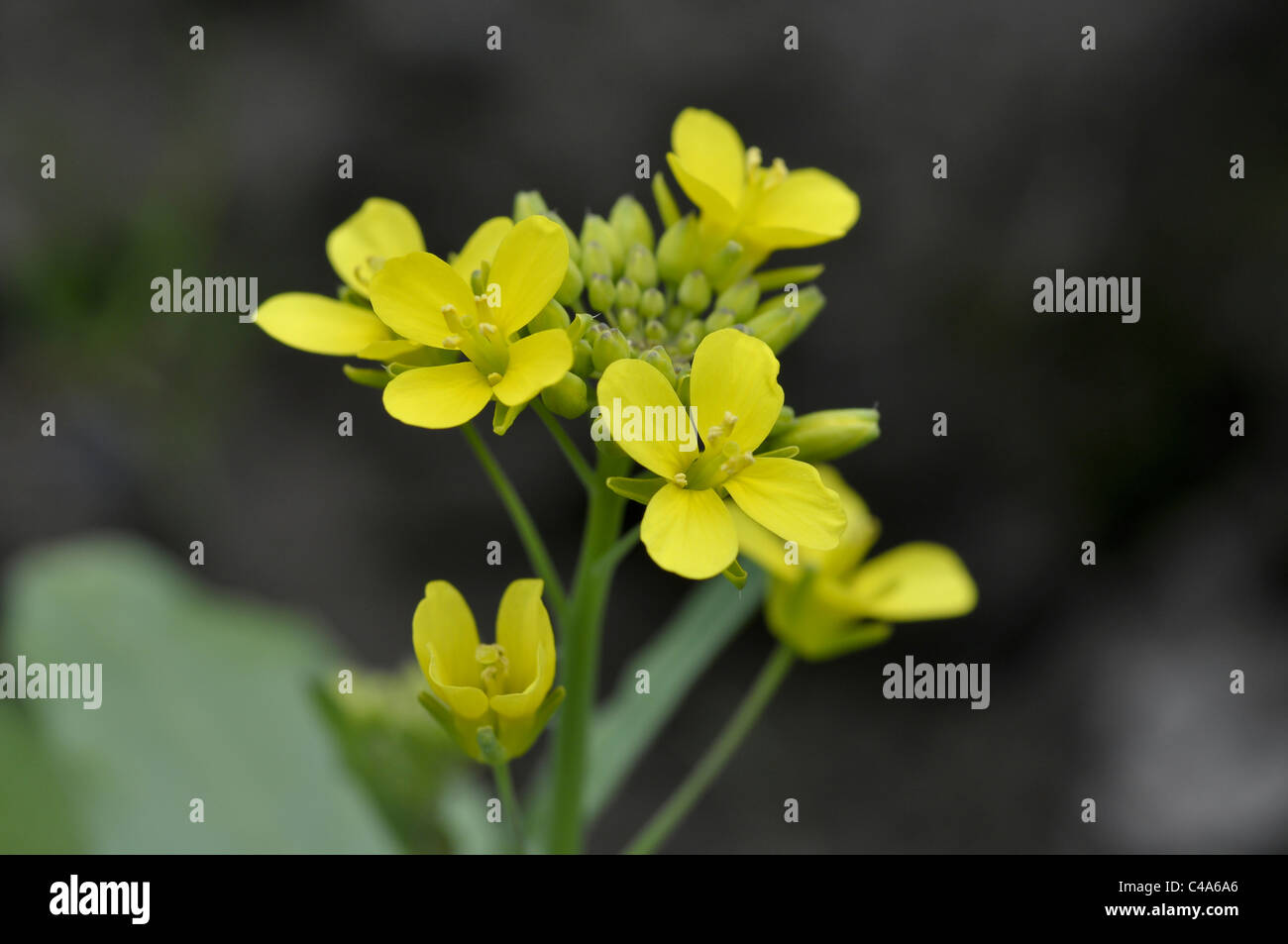 Brassica rapa campestris Wild Turnip PFAF Plant Database