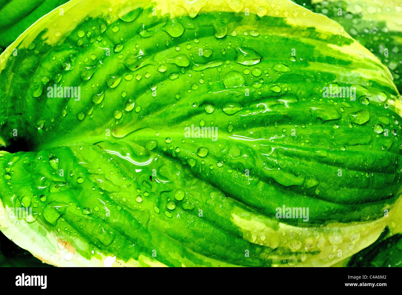 Close up raindrops on green hosta leaves Stock Photo