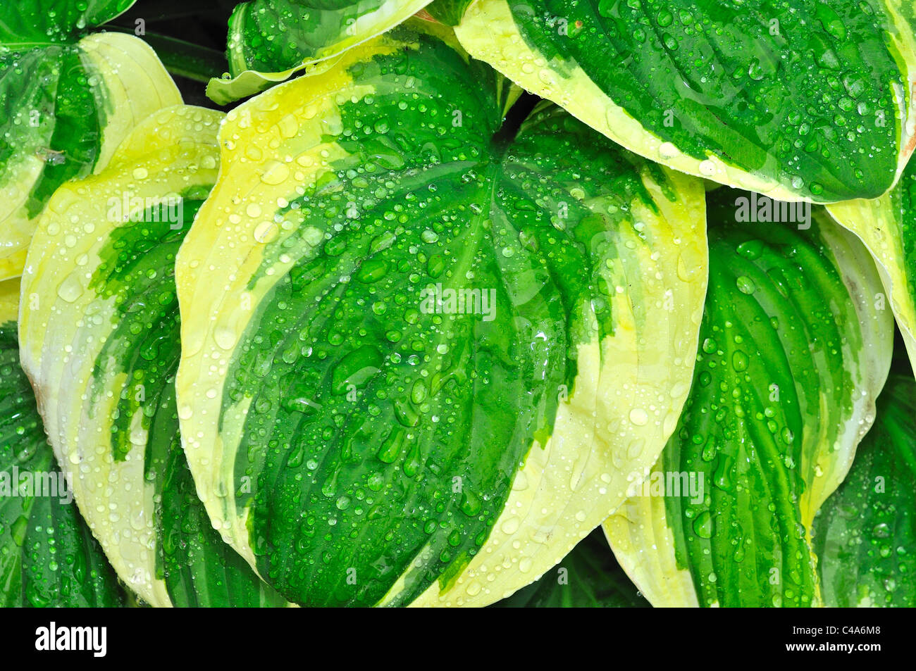 Close up raindrops on green hosta leaves Stock Photo