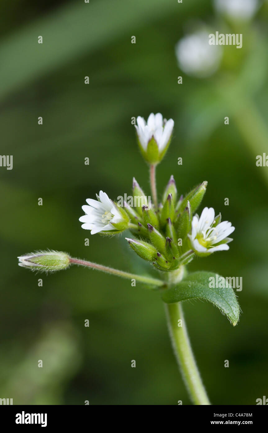 Common mouse-ear Stock Photo