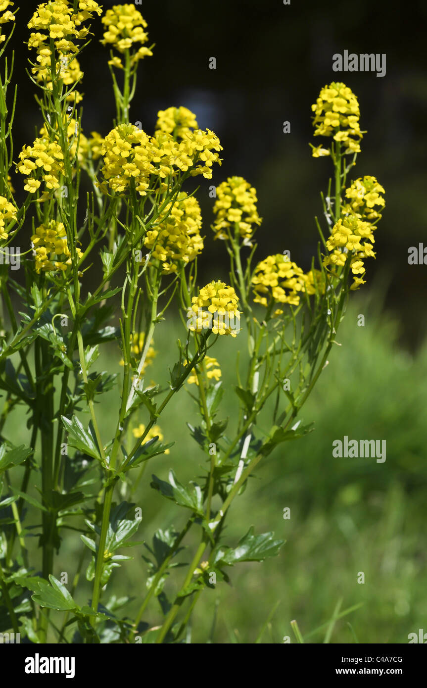 Yellow Rocket or Winter Cress Stock Photo