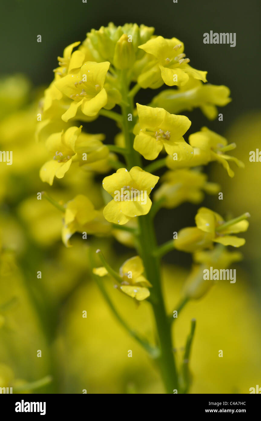 Yellow Rocket or Winter Cress Stock Photo