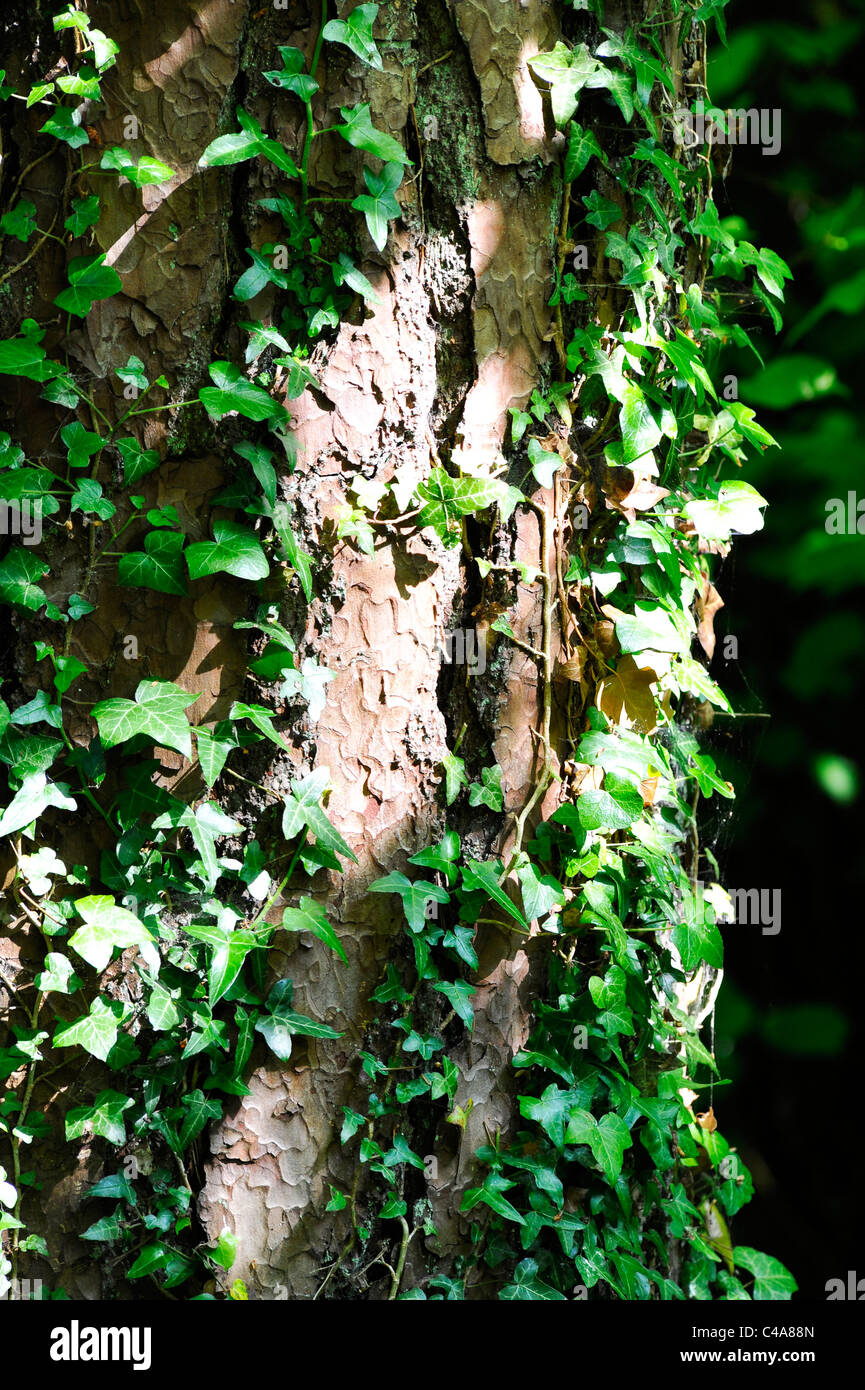 Ivy on a tree Stock Photo