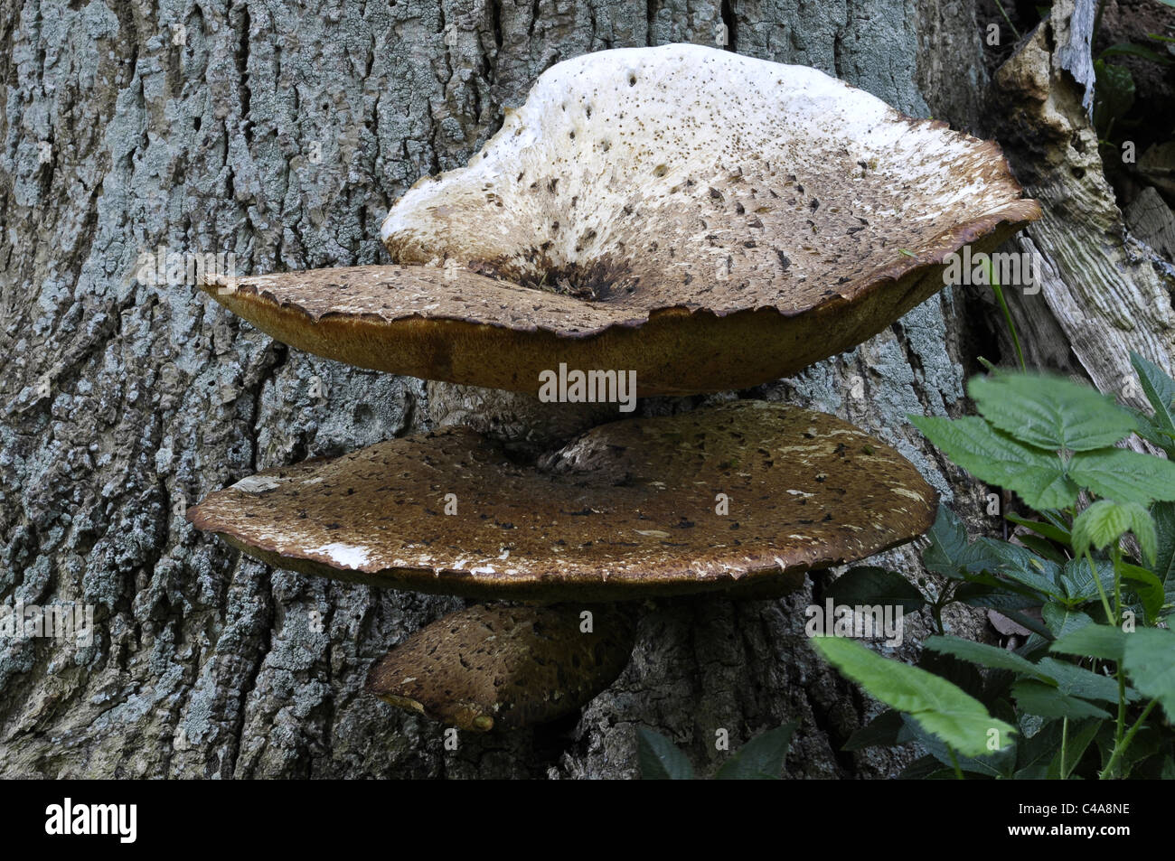 Bracket Fungi Stock Photo