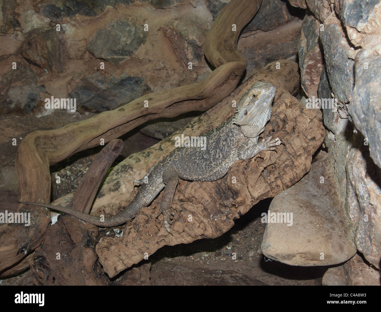 Bearded dragon in vivarium. UK Stock Photo Alamy