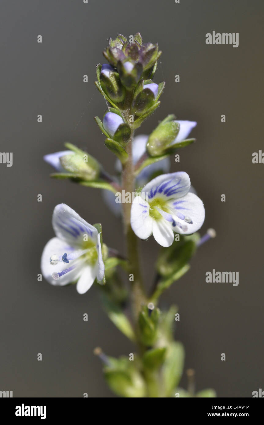 Thyme leaved Speedwell Stock Photo Alamy