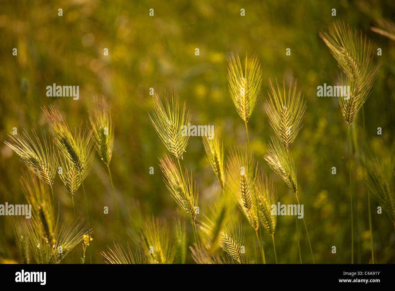 Cereal ears in the evening light, Sithonia, Chalkidiki, Greece Stock Photo