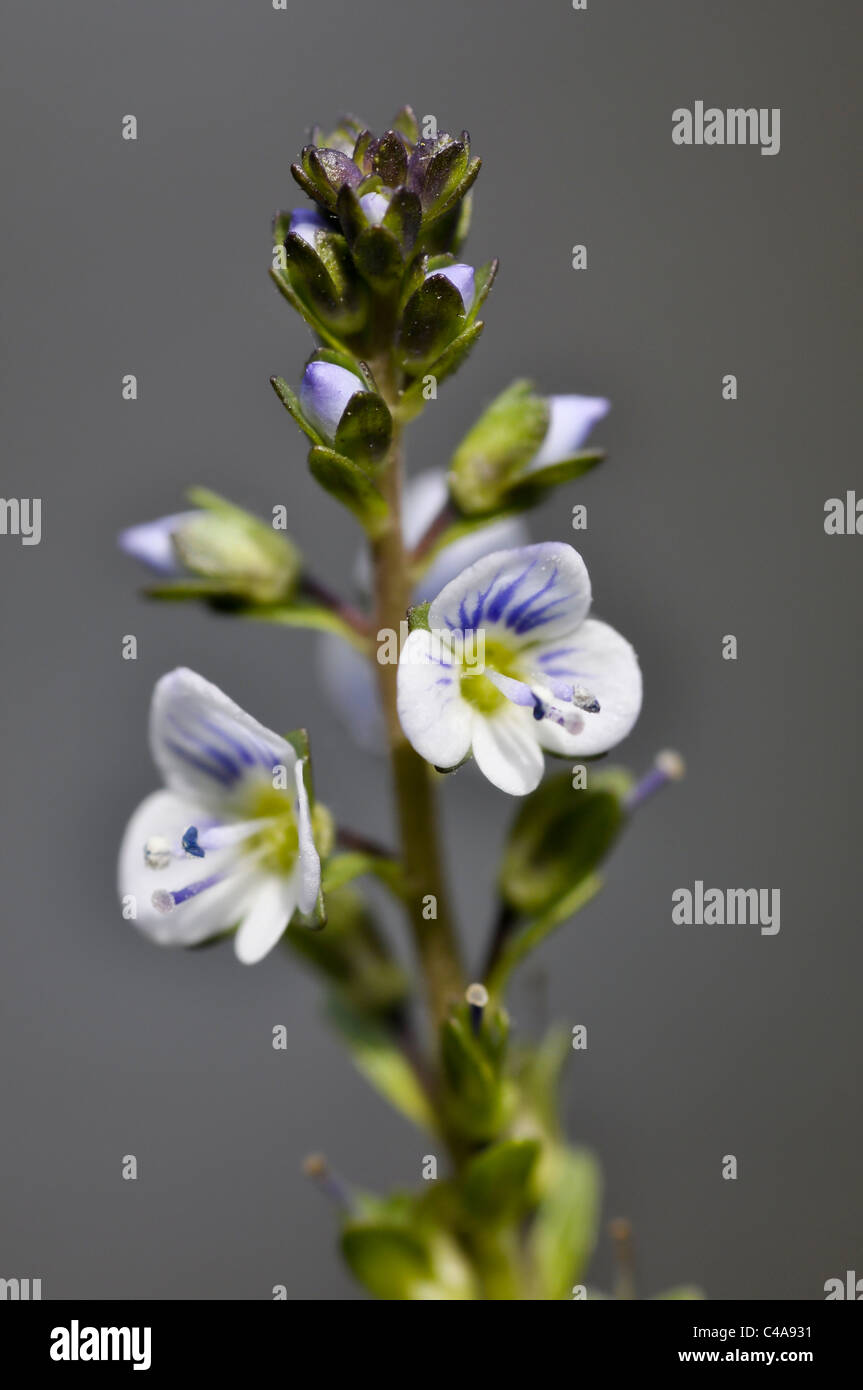 Thyme leaved Speedwell Stock Photo Alamy