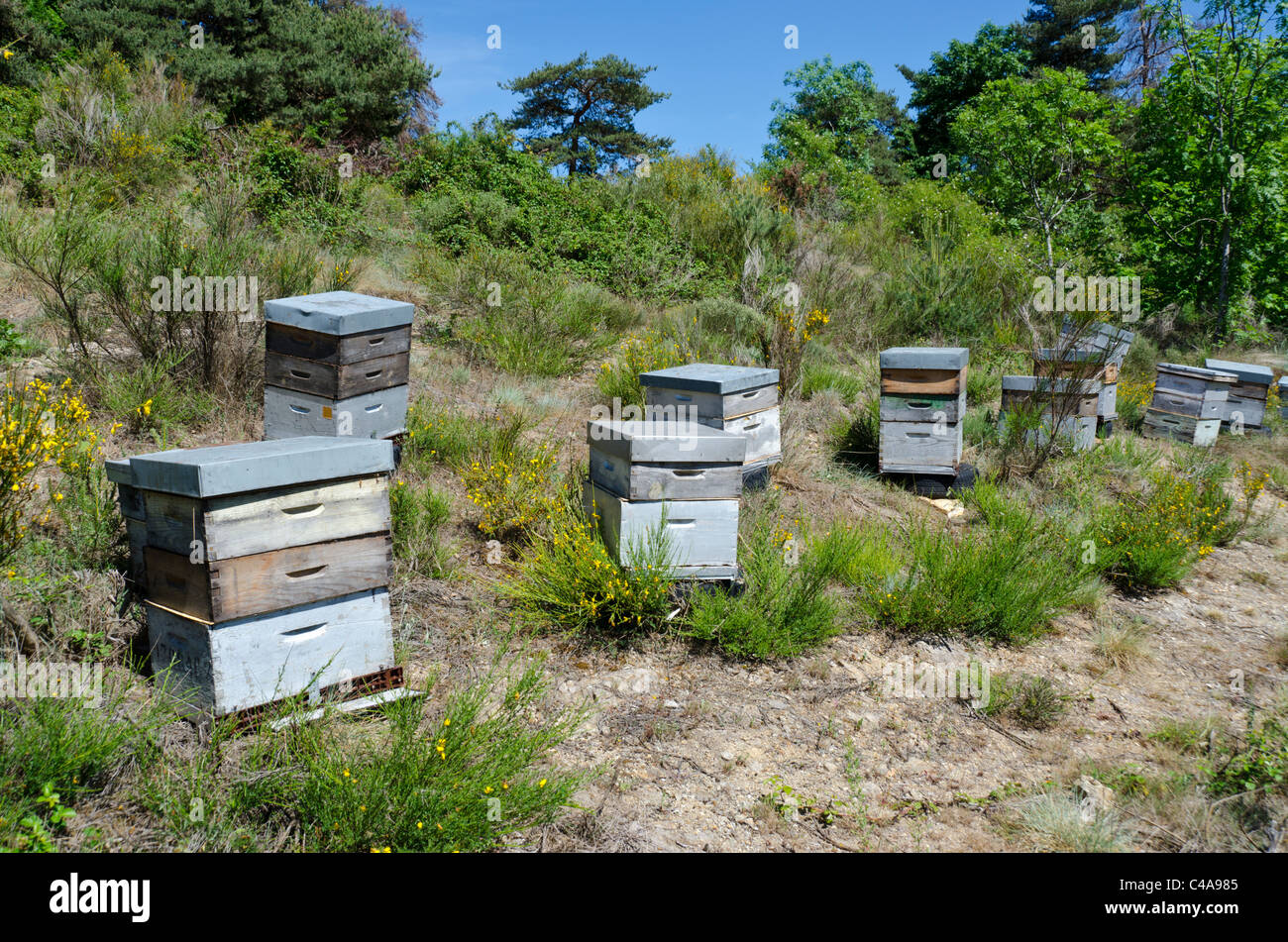 Bee hives hi-res stock photography and images - Alamy
