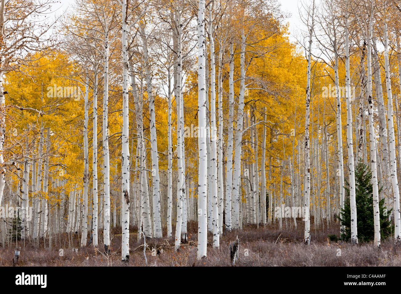 Grove of Aspen trees in late fall or autumn on the La Sal Mountains near Moab Utah USA Stock Photo