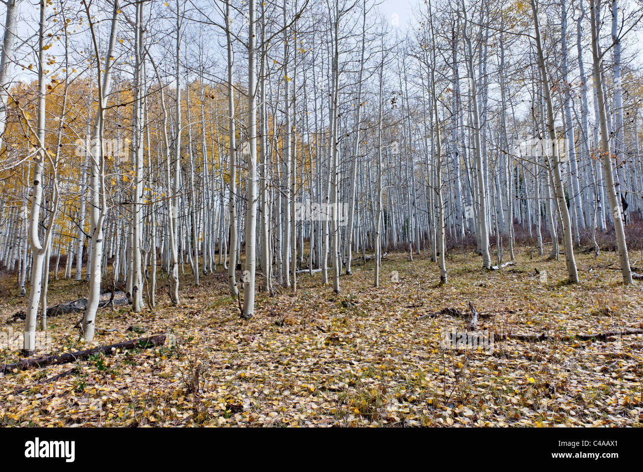 Clump of aspen hires stock photography and images Alamy