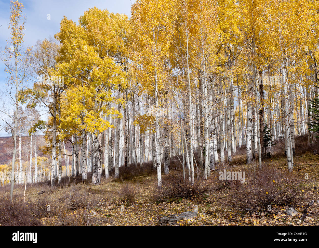 Grove of Aspen trees in late fall or autumn on the La Sal Mountains