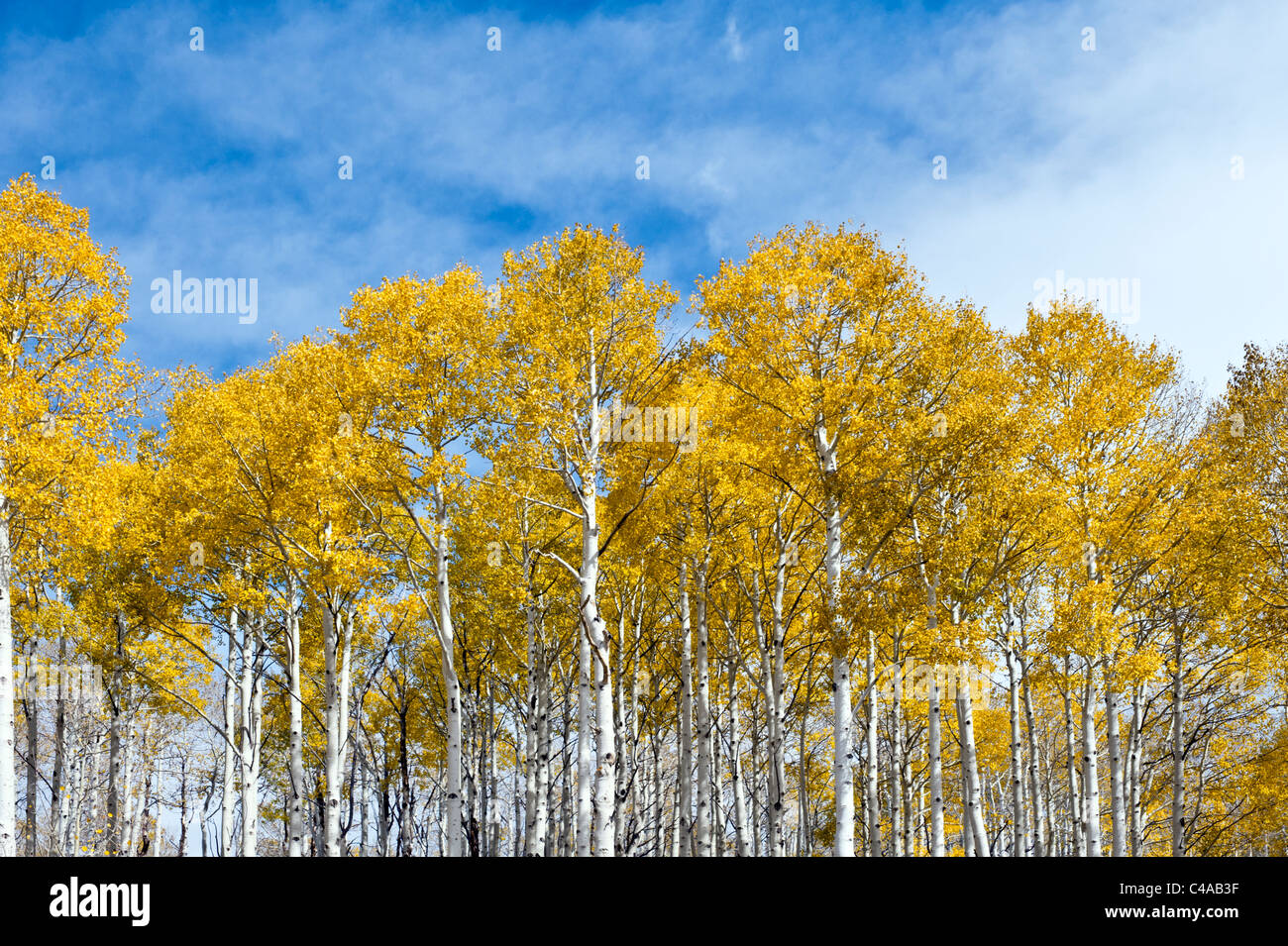 Grove of Aspen trees in late fall or autumn on the La Sal Mountains