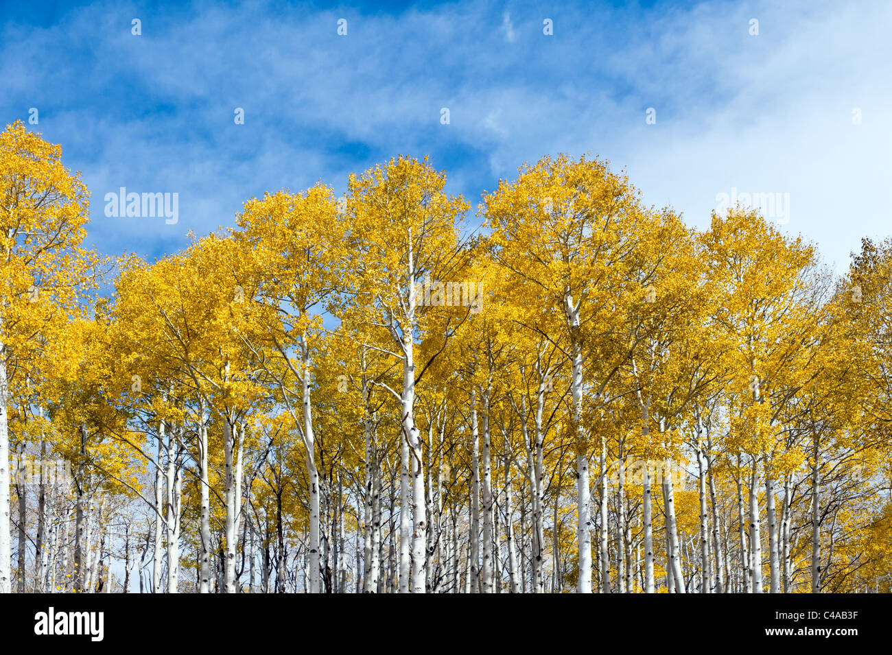 Grove of Aspen trees in late fall or autumn on the La Sal Mountains near Moab Utah USA Stock Photo