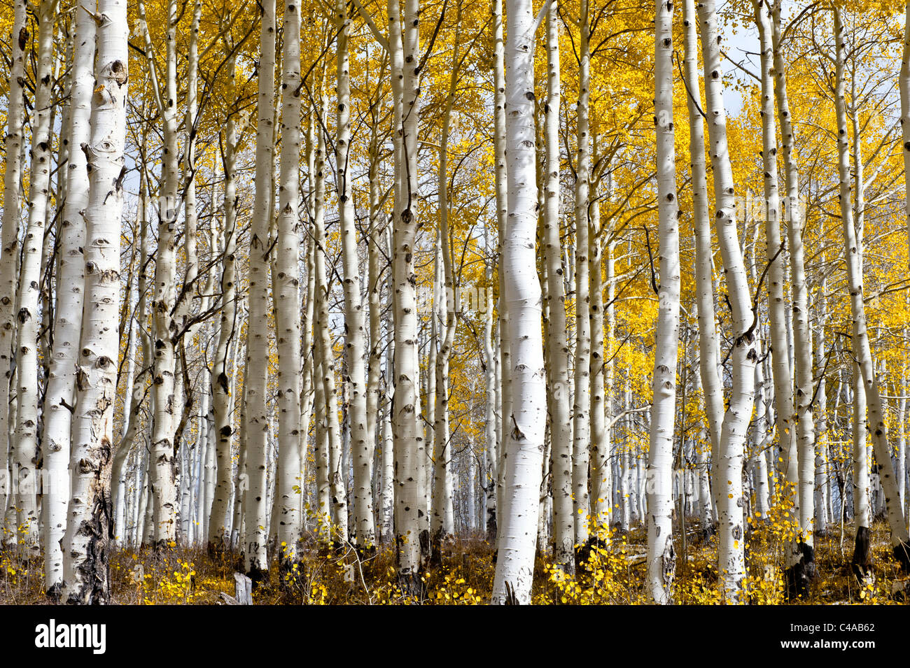 Grove of Aspen trees in late fall or autumn on the La Sal Mountains