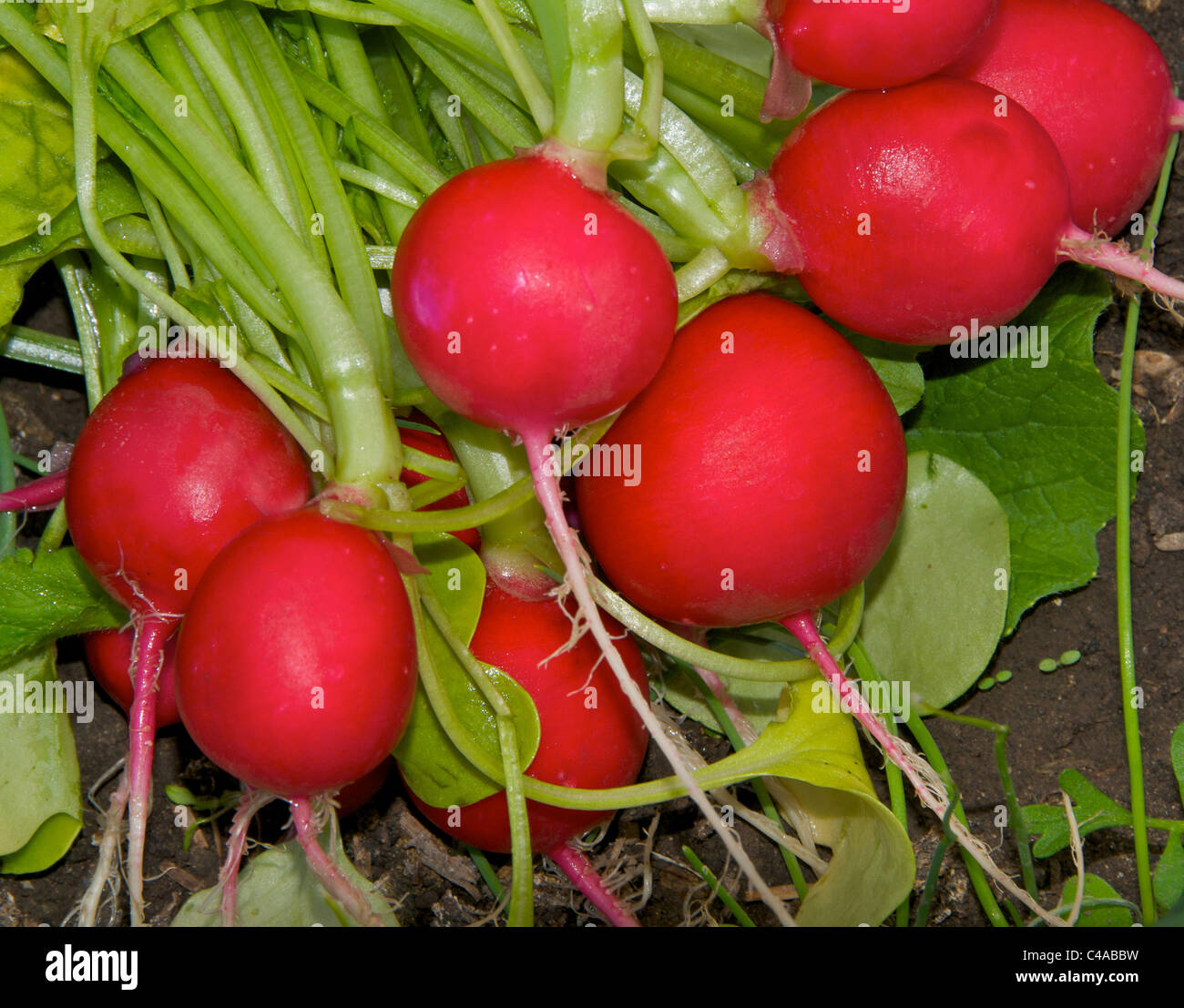 Summer salad vegetables - radishes are a colorful colourful addition. Stock Photo