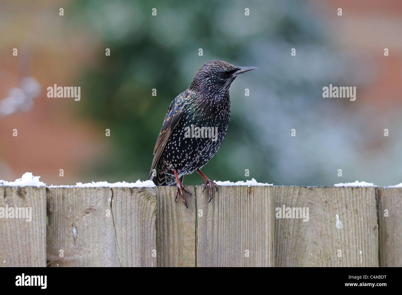 Common starling perching on a fence in winter Stock Photo