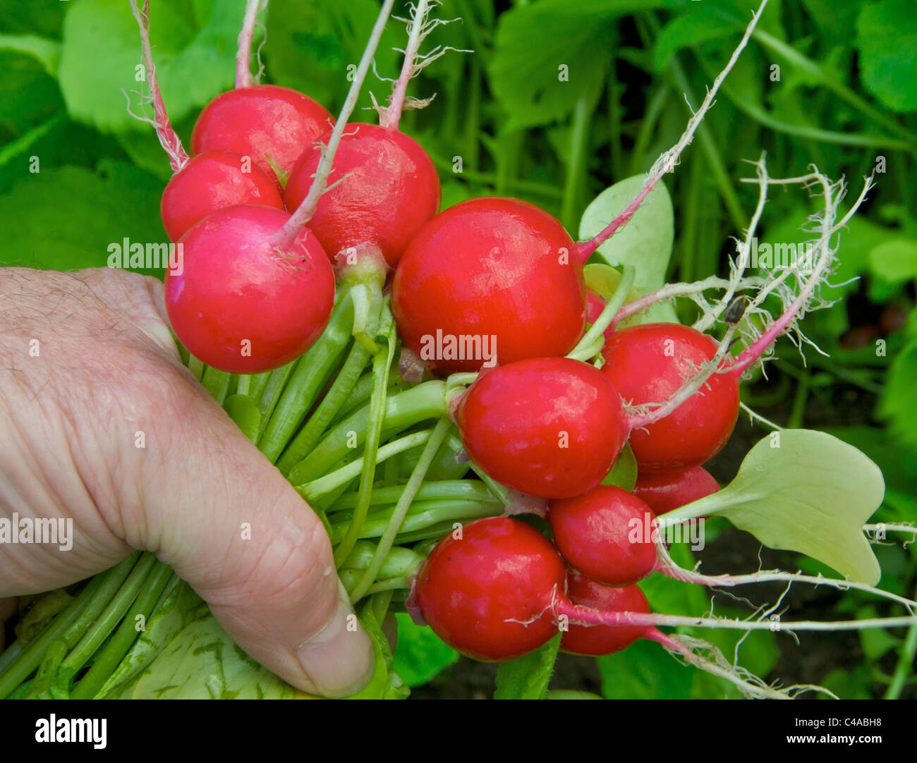 Summer salad vegetables - radishes are a colorful colourful addition. Stock Photo