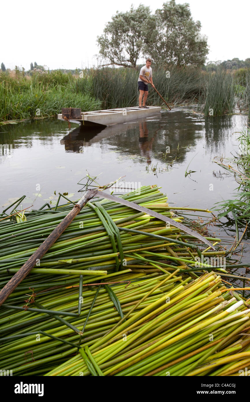 Cut Rushes Rushmatters, cutting rushes nr Huntingdon Stock Photo - Alamy