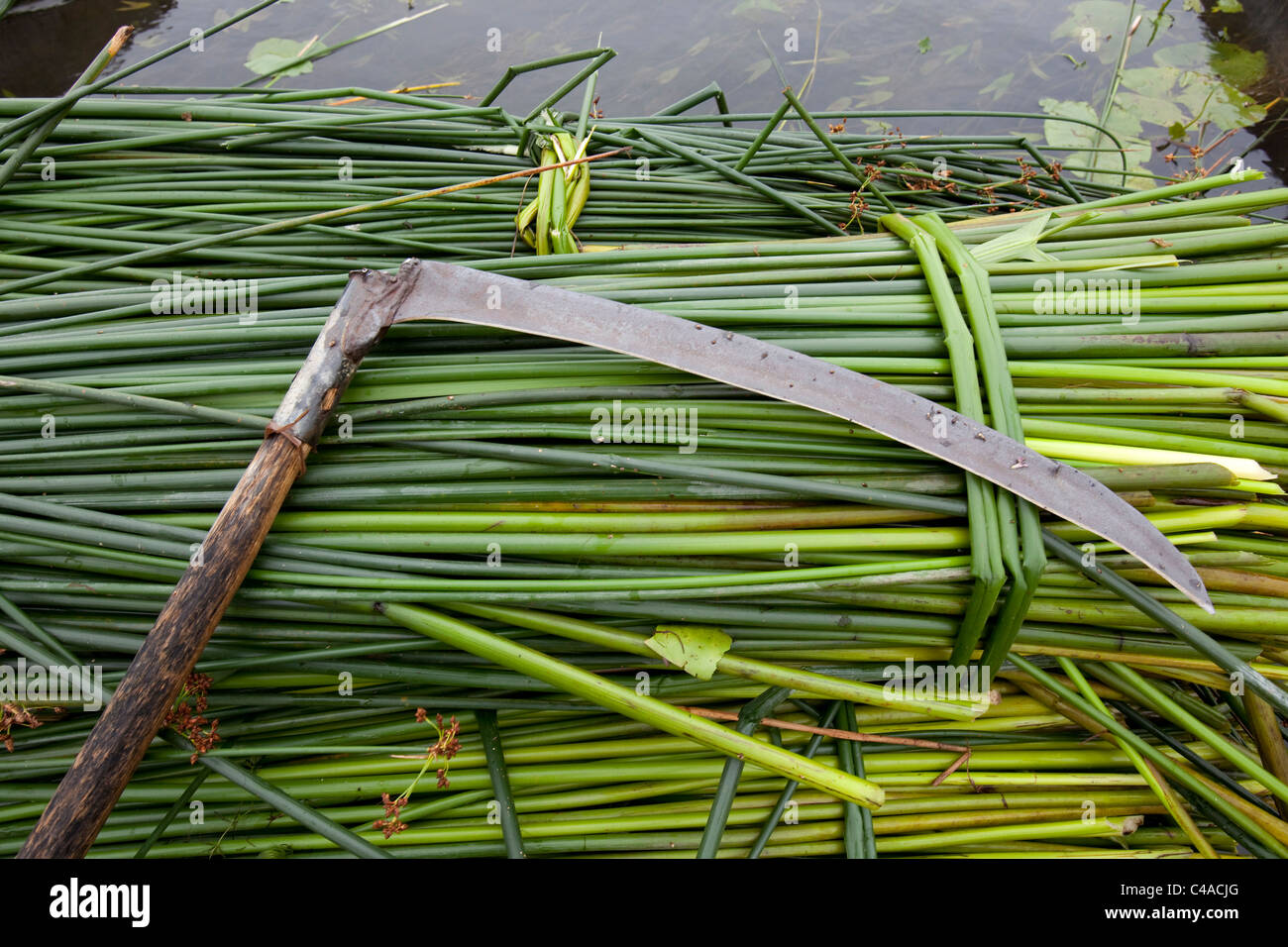 Cut Rushes Manage craft hi-res stock photography and images - Alamy
