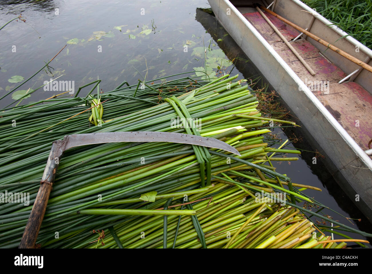 Cutting Rushes Felicity Irons of Rushmatters, cutting bullrushes for traditional woven ...