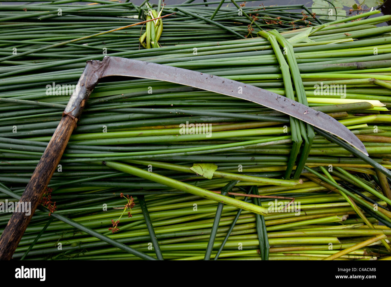 Cut Rushes Felicity Irons of Rushmatters, cutting rushes nr Huntingdon Stock Photo ...
