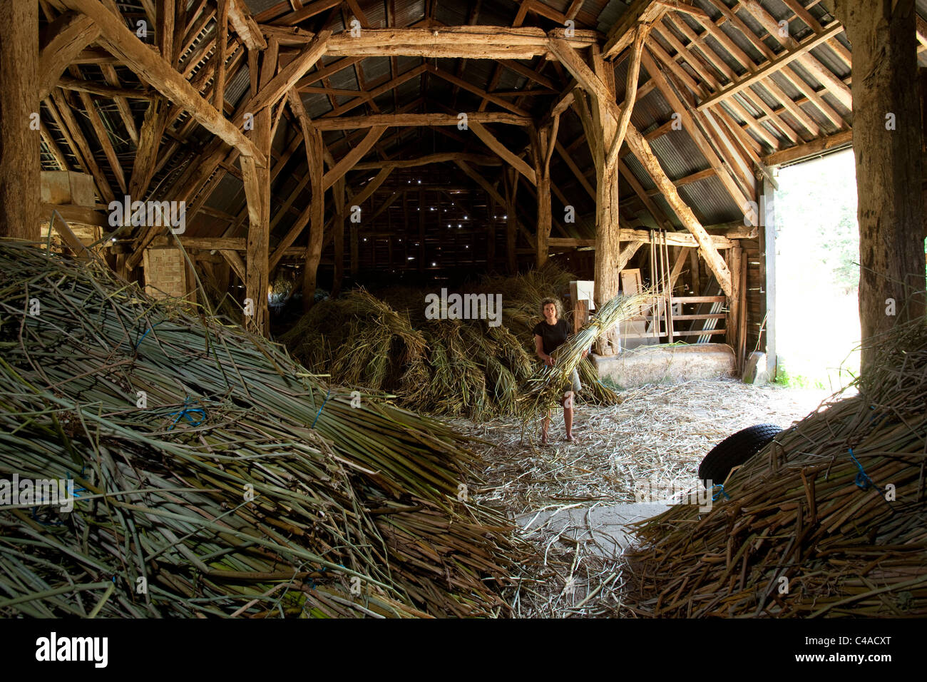 Felicity Irons of Rushmatters, with her cut rushes stored in her barn in Colesdon. Stock Photo