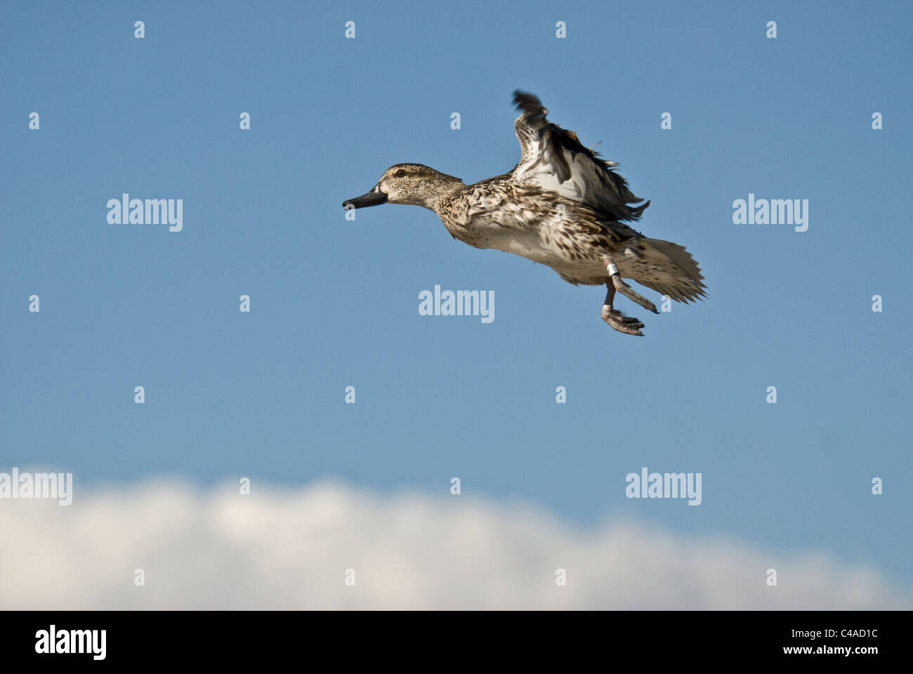 Female green-winged teal (Anas carolinensis) in flight at Bosque del Apache National Wildlife Refuge New Mexico Stock Photo