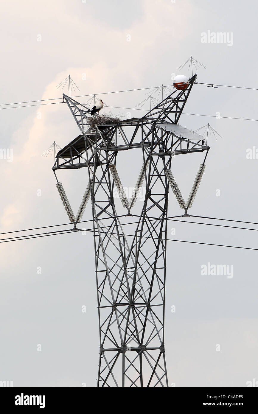 [White Stork] [Ciconia ciconia] nesting at top of [electricity pylon] in Extremadura, Spain Stock Photo