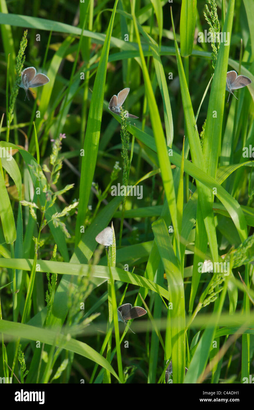 Many Small Blue butterflies sheltering in grass Stock Photo