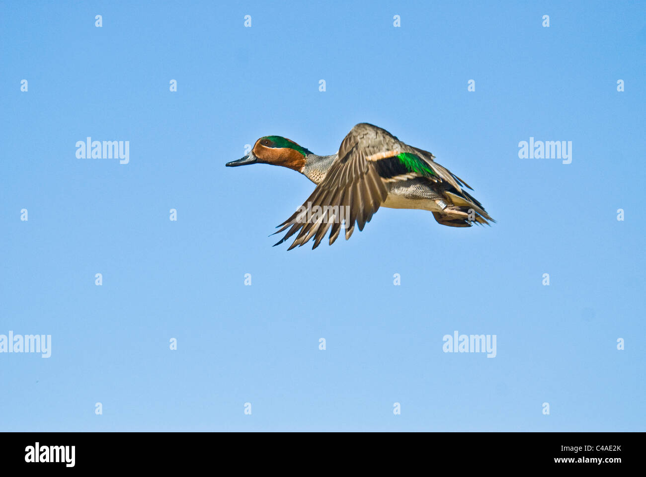 Drake green-winged teal (Anas carolinensis) in flight at Bosque del Apache National Wildlife Refuge New Mexico Stock Photo