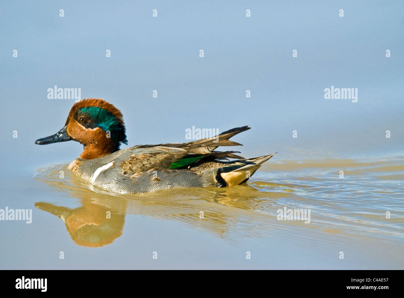 Drake green-winged teal (Anas carolinensis) on pond at Bosque del Apache National Wildlife Refuge New Mexico Stock Photo